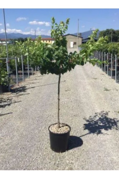 Абрикос Вондер Кот - саджанець в контейнері